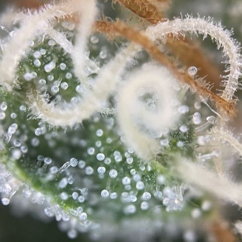 Purple Zkittlez #1 by KilliczGe growlog timeline photo