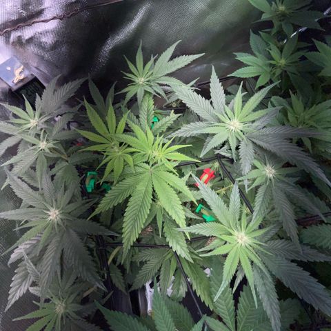 Dante’s Inferno - Mile High Dave by KilliczGe growlog timeline photo