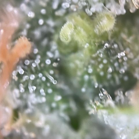 Purple Zkittlez #1 by KilliczGe growlog timeline photo