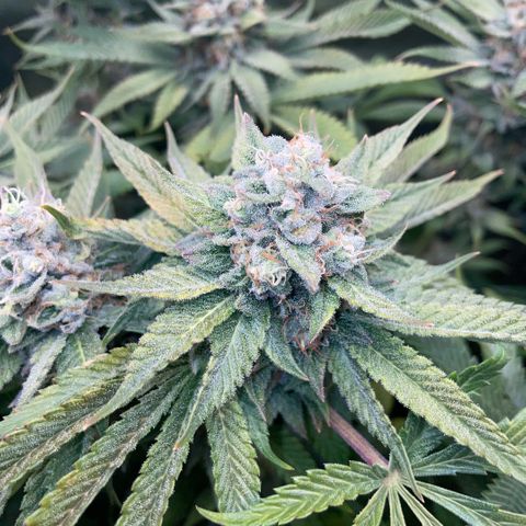 Purple Zkittlez #1 by KilliczGe growlog timeline photo