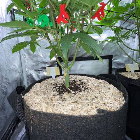 Dante’s Inferno - Mile High Dave by KilliczGe growlog timeline photo