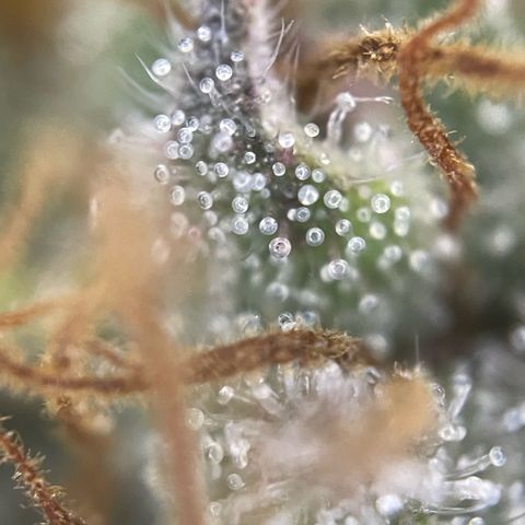 Permanent Marker by KilliczGe growlog timeline photo