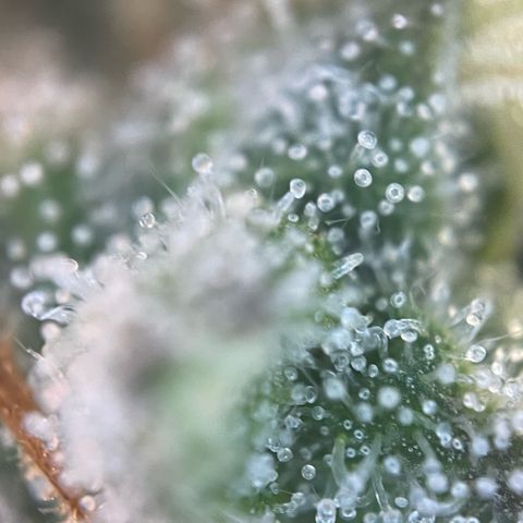 Permanent Marker by KilliczGe growlog timeline photo