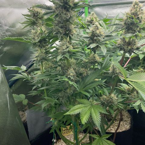 Purple Zkittlez #2 by KilliczGe growlog timeline photo