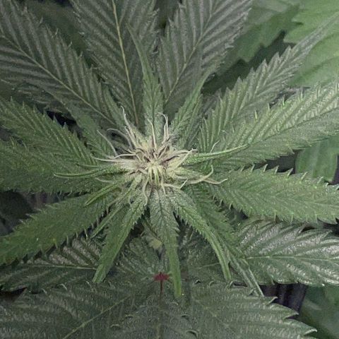 Dante’s Inferno - Mile High Dave by KilliczGe growlog timeline photo