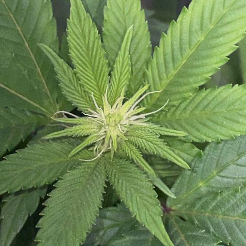 Big Bud 1 Klon 1 by KilliczGe growlog timeline photo