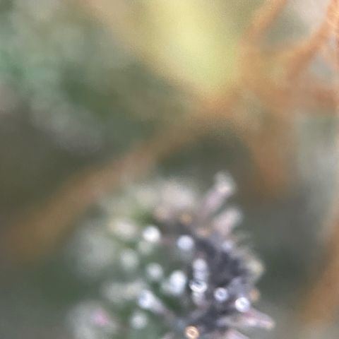 Permanent Marker by KilliczGe growlog timeline photo