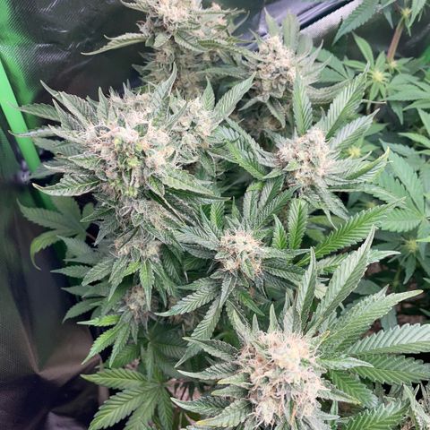 Purple Zkittlez #2 by KilliczGe growlog timeline photo