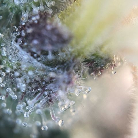 Permanent Marker by KilliczGe growlog timeline photo