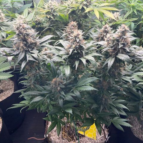 Permanent Marker by KilliczGe growlog timeline photo