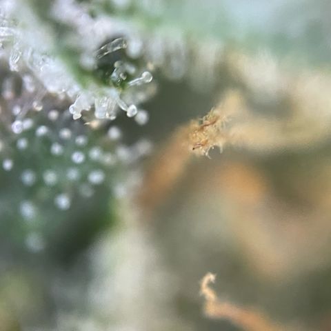 Purple Zkittlez #1 by KilliczGe growlog timeline photo