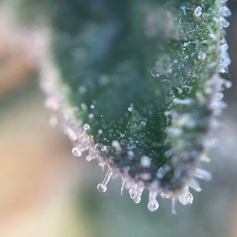 Permanent Marker by KilliczGe growlog timeline photo