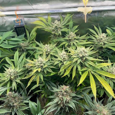 Purple Zkittlez #1 by KilliczGe growlog timeline photo