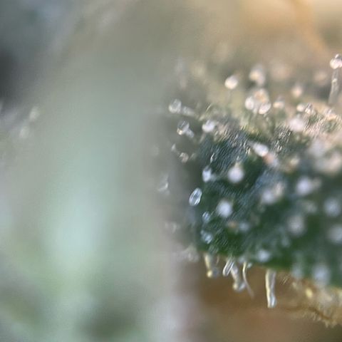 Purple Zkittlez #1 by KilliczGe growlog timeline photo