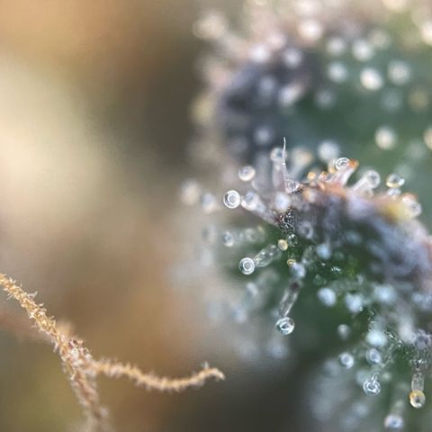 Permanent Marker by KilliczGe growlog timeline photo