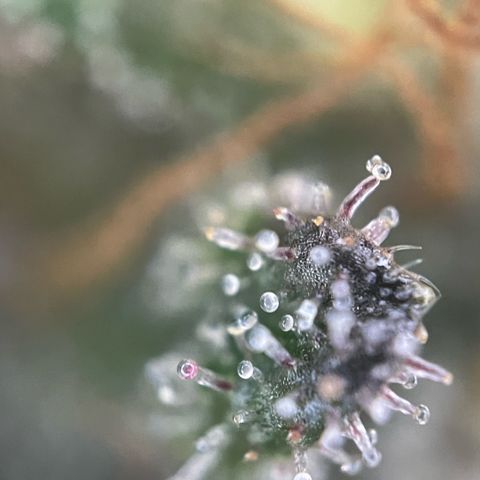 Permanent Marker by KilliczGe growlog timeline photo