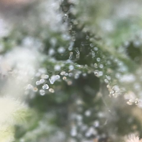 Big Bud by KilliczGe growlog timeline photo