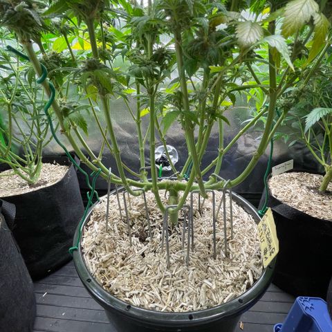 Purple Zkittlez #1 by KilliczGe growlog timeline photo