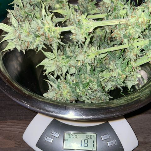 Purple Zkittlez #1 by KilliczGe growlog timeline photo