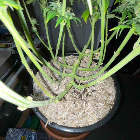 Purple Zkittlez #1 by KilliczGe growlog timeline photo