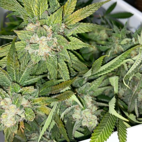 Purple Zkittlez #1 by KilliczGe growlog timeline photo