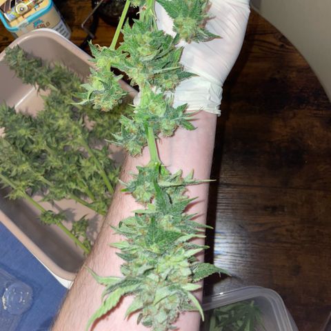 Purple Zkittlez #1 by KilliczGe growlog timeline photo