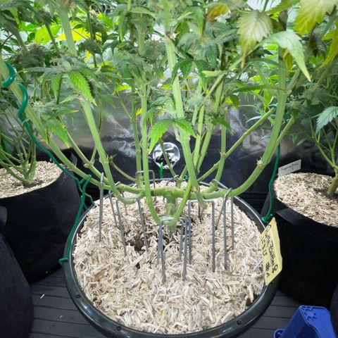 Purple Zkittlez #1 by KilliczGe growlog timeline photo
