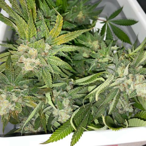 Purple Zkittlez #1 by KilliczGe growlog timeline photo