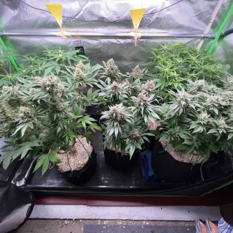 Purple Zkittlez #2 by KilliczGe growlog timeline photo