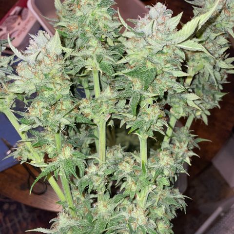 Purple Zkittlez #1 by KilliczGe growlog timeline photo