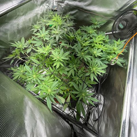 Dante’s Inferno - Mile High Dave by KilliczGe growlog timeline photo