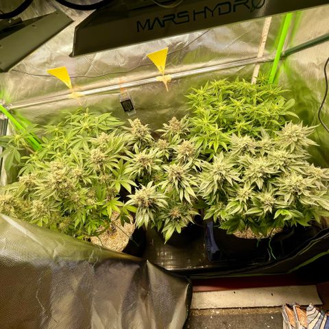 Purple Zkittlez #2 by KilliczGe growlog timeline photo