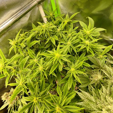 Tangerine Dream Clon #1 by KilliczGe growlog timeline photo