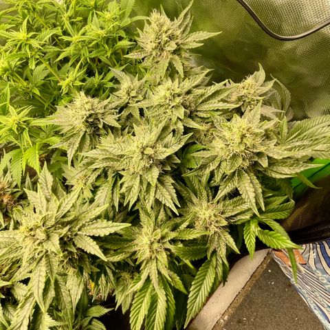 Big Bud by KilliczGe growlog timeline photo
