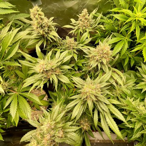 Permanent Marker by KilliczGe growlog timeline photo