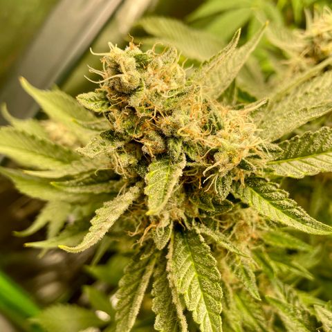 Purple Zkittlez #2 by KilliczGe growlog timeline photo