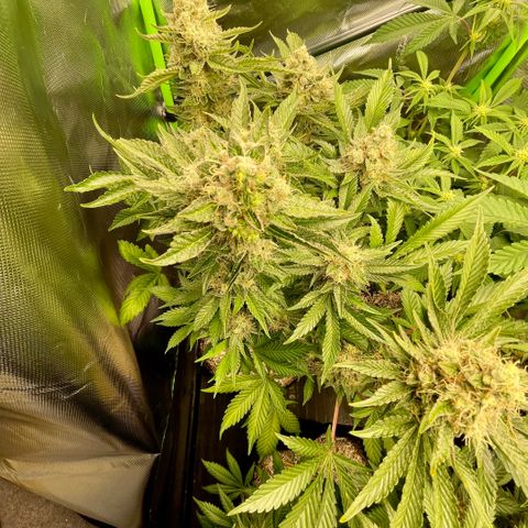 Purple Zkittlez #2 by KilliczGe growlog timeline photo