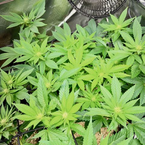 Big Bud 1 Klon 1 by KilliczGe growlog timeline photo