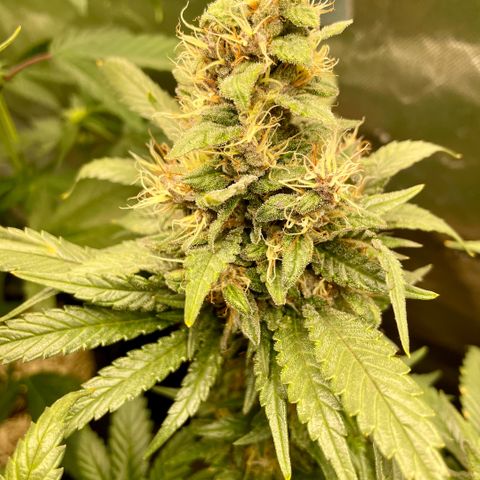 Permanent Marker by KilliczGe growlog timeline photo