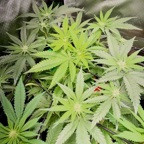 Dante’s Inferno - Mile High Dave by KilliczGe growlog timeline photo