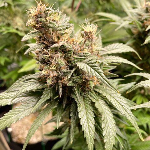 Permanent Marker by KilliczGe growlog timeline photo