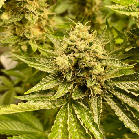 Purple Zkittlez #2 by KilliczGe growlog timeline photo