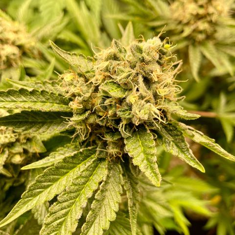 Purple Zkittlez #2 by KilliczGe growlog timeline photo