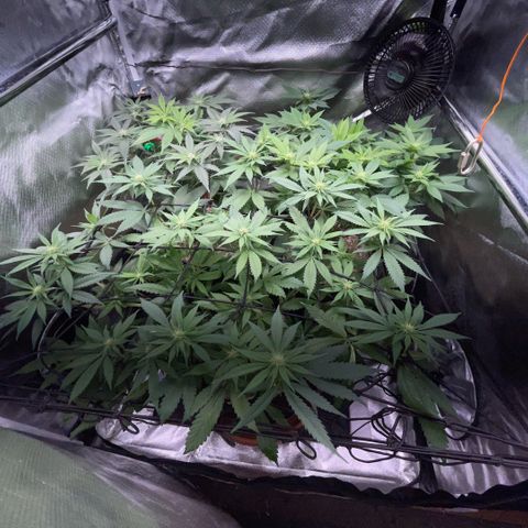 Dante’s Inferno - Mile High Dave by KilliczGe growlog timeline photo