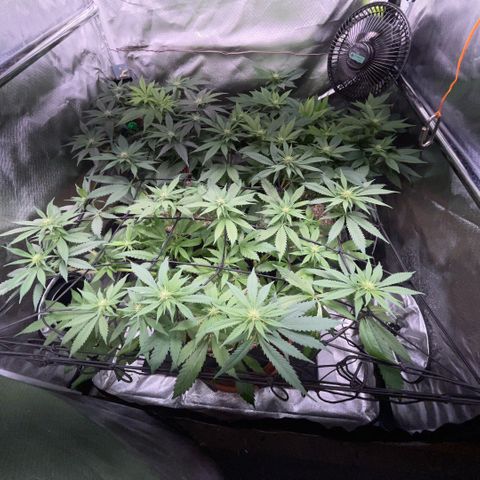 Dante’s Inferno - Mile High Dave by KilliczGe growlog timeline photo