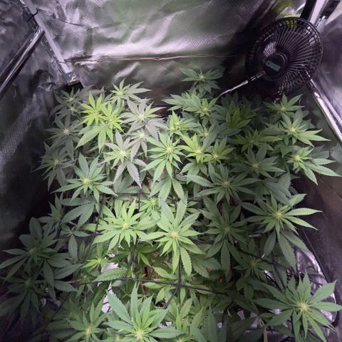 Dante’s Inferno - Mile High Dave by KilliczGe growlog timeline photo