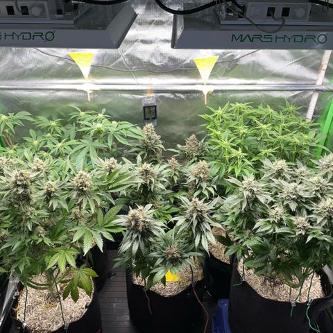 Purple Zkittlez #2 by KilliczGe growlog timeline photo