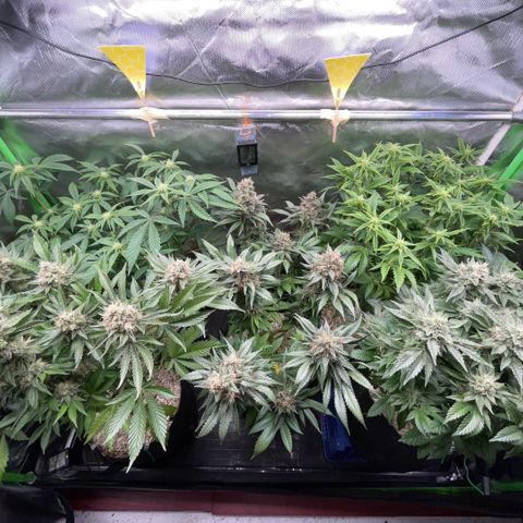 Purple Zkittlez #2 by KilliczGe growlog timeline photo