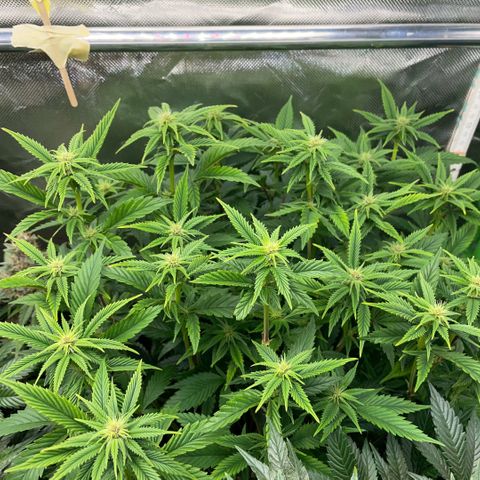 Tangerine Dream Clon #1 by KilliczGe growlog timeline photo