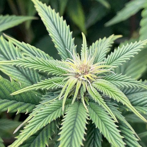 Tangerine Dream Clon #1 by KilliczGe growlog timeline photo